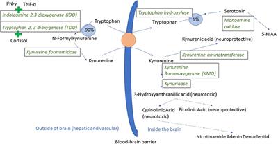 A Proposed Role for Pro-Inflammatory Cytokines in Damaging Behavior in Pigs